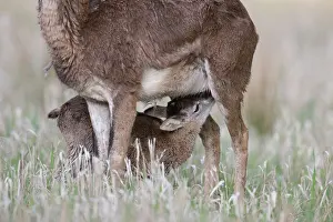 Lamb: Mouflon ewe lamb