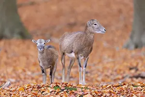 Lamb: Mouflon ewe lamb