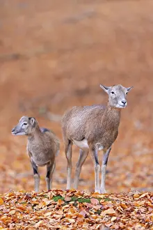 Lamb: Mouflon ewe lamb