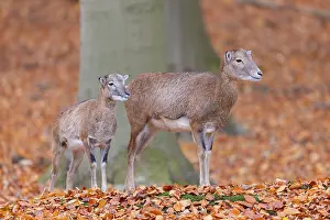 Lamb: Mouflon ewe lamb