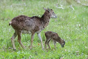 Ovis: Mouflon - ewe with lamb - Germany