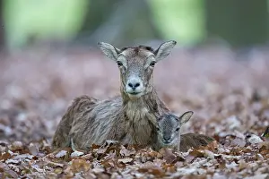 Ovis: Mouflon - ewe with lamb - Germany