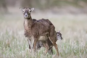 Ovis: Mouflon - ewe with lamb - Germany