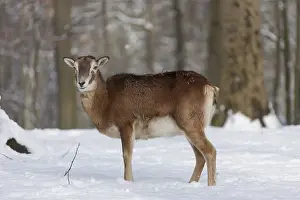 Mouflons: Mouflon - ewe in snow - Germany