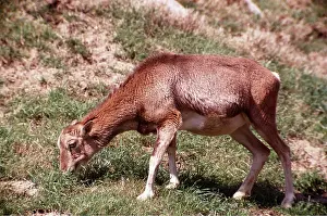 Mouflon: MOUFLON - female grazing