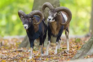 Ovis: Mouflon fight