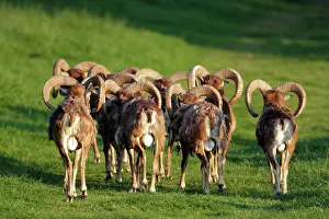 Mouflons: Mouflon - herd of rams from behind