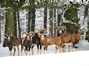Mouflons: Mouflon herd in snow