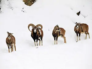 Mouflons: Mouflon herd in snow
