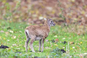 Lamb: Mouflon lamb