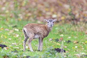 Lamb: Mouflon lamb