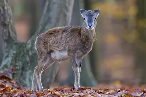 Mouflons: Mouflon - lamb in autumn - Germany