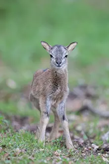 Lamb: Mouflon - lamb - Germany