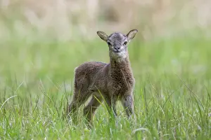 Ammon: Mouflon - lamb in meadow - Germany