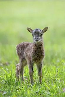 Mouflon - lamb in meadow - Germany
