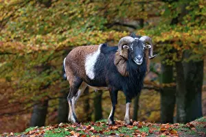 Musimon: Mouflon - male in forest