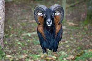 Musimon: Mouflon - male in forest