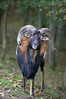 Musimon: Mouflon - male in forest