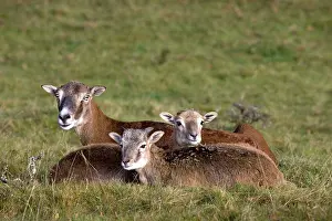Musimon: Mouflon - mother with young