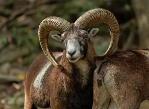 Free: Mouflon, Ovis orientalis musimon, - the ancestor