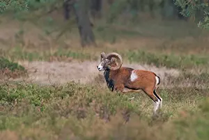 Heatland: Mouflon (Ovis orientalis orientalis) resting
