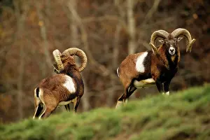 Mouflons: MOUFLON - pair