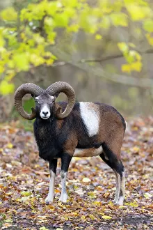 Mouflon: Mouflon ram autumn 100, S-E Arndt
