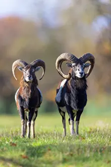 Mouflon: Mouflon ram autumn 101, S-E Arndt