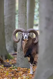 Ovis: Mouflon ram autumn