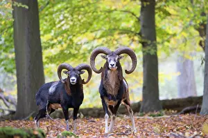 Ovis: Mouflon ram autumn