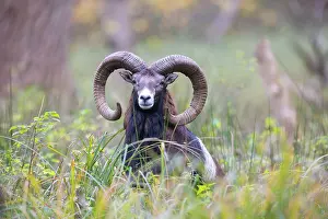 Mouflon: Mouflon ram autumn