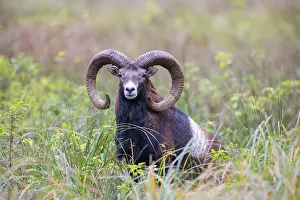 Mouflon: Mouflon ram autumn