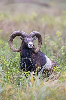 Mouflon: Mouflon ram autumn