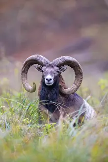Mouflon: Mouflon ram autumn