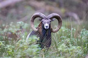 Mouflon: Mouflon ram autumn