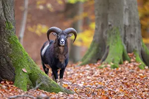Mouflon: Mouflon ram autumn