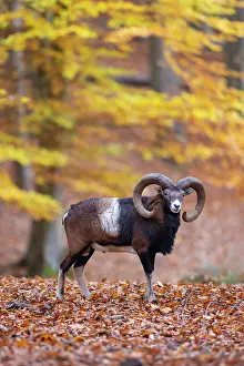 Mouflon: Mouflon ram autumn