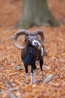 Mouflon: Mouflon ram autumn