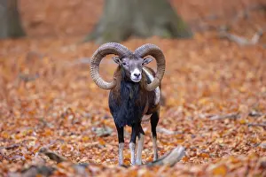 Mouflon: Mouflon ram autumn