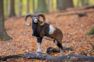Mouflon: Mouflon ram autumn
