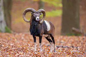 Mouflon: Mouflon ram autumn