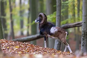 Mouflon: Mouflon ram autumn 76, S-E Arndt