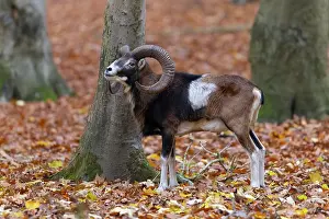Mouflon: Mouflon ram autumn 77, S-E Arndt