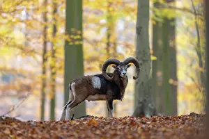 Mouflon: Mouflon ram autumn 80, S-E Arndt