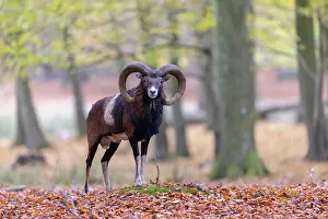 Mouflon: Mouflon ram autumn 81, S-E Arndt