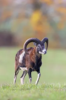 Mouflon: Mouflon ram autumn 83, S-E Arndt