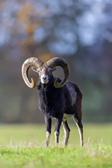 Mouflon: Mouflon ram autumn 85, S-E Arndt