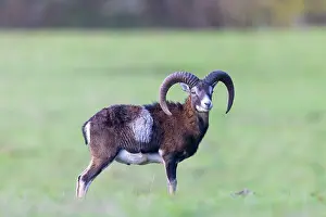 Mouflon: Mouflon ram autumn 86, S-E Arndt