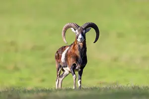Mouflon: Mouflon ram autumn 89, S-E Arndt