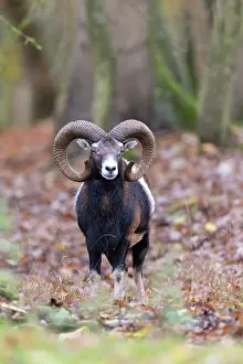 Mouflon: Mouflon ram autumn 91, S-E Arndt
